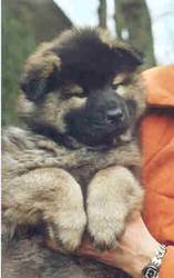 gipsy, 8 wochen
