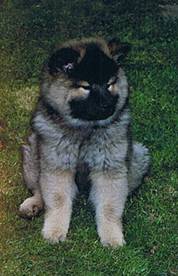 gipsy 11 wk