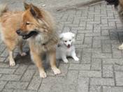 honden 2011 182.jpg