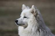 honden september 2011 046.jpg