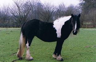 image017