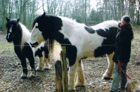 image002