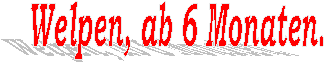 Welpen, ab 6 Monaten.