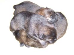 image004
