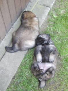 image004