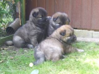 image008