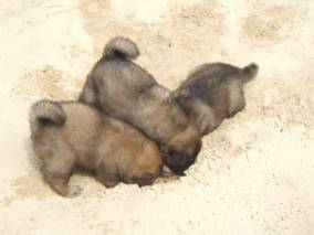 image004