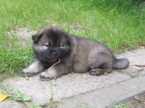 image006