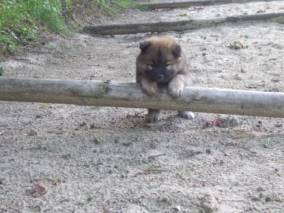 image038