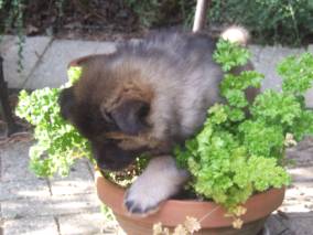 image010