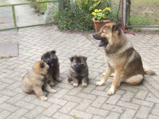 image004