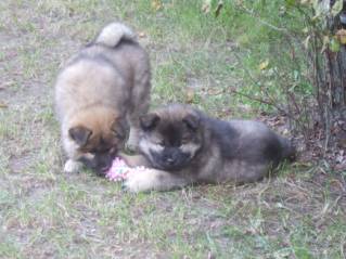 image018