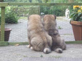 image002