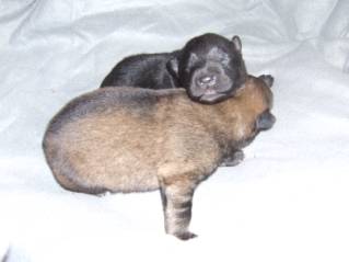 image010