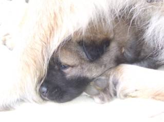 image032