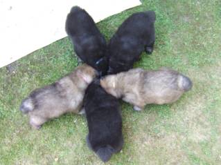 image006