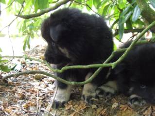 image038