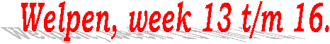 Welpen, week 13 t/m 16.