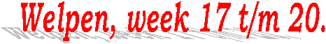 Welpen, week 17 t/m 20.