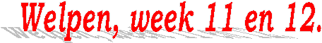 Welpen, week 11 en 12.