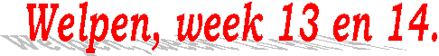 Welpen, week 13 en 14.