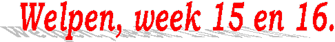 Welpen, week 15 en 16.