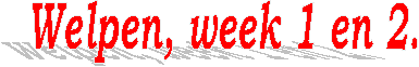 Welpen, week 1 en 2.