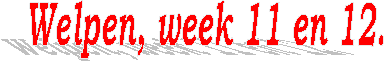 Welpen, week 11 en 12.