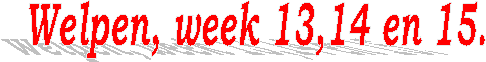 Welpen, week 13,14 en 15.