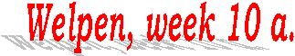 Welpen, week 10 a.
