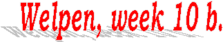 Welpen, week 10 b.