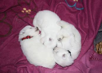 image006.jpg
