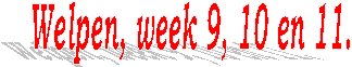 Welpen, week 9, 10 en 11.